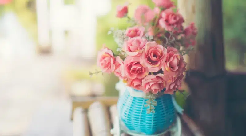 plantes vintage roses