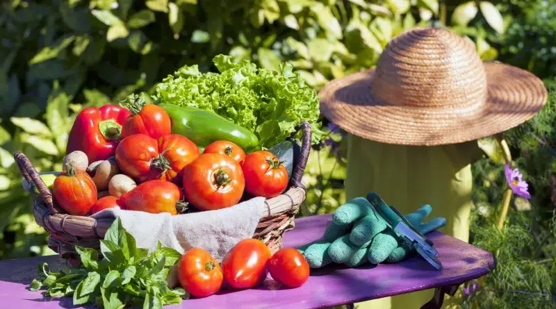 Calendrier du potager en juillet